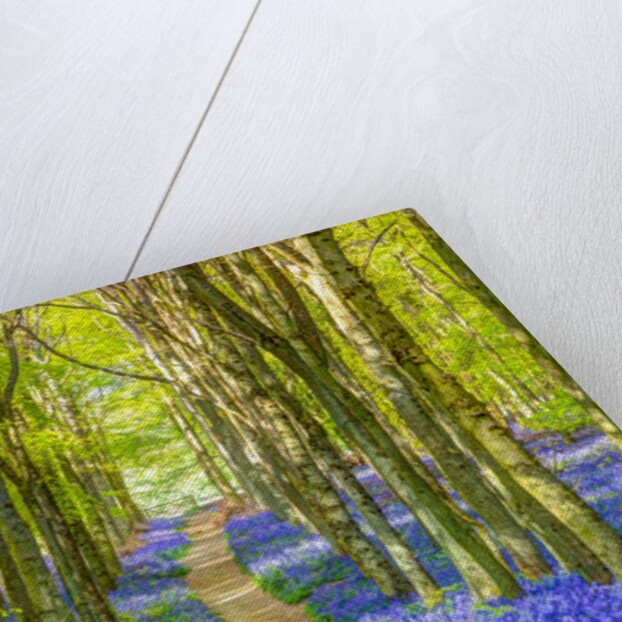 Bluebells by Assaf Frank